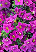 Petunia 'Million Bells'