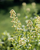 Reseda odorata