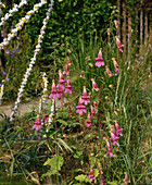 Rehmannia elata