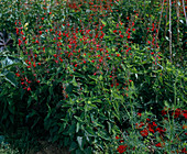 Salvia coccinea