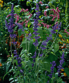 Salvia farinacea