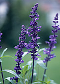 Salvia farinacea