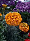 Tagetes erecta 'Perfection Orange'