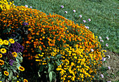 Tagetes tenuifolia