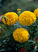 Tagetes erecta 'Perfection Gold'