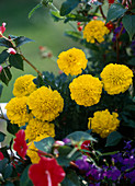 Tagetes patula Nana