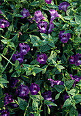 Torenia hybrid