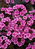 Verbena hybrid 'Tapien' Pink