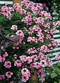 Verbena hybrid 'Tapien'