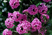 Verbena tenera 'Tapien Pink'