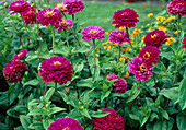 Zinnia violacea 'Purple Prince'