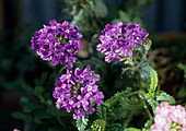 Verbena hybridum compactum