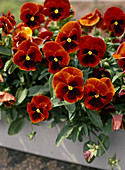 Viola 'Fama Red'