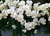 Viola 'Premiere White'