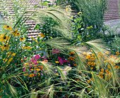 Hordeum jubatum