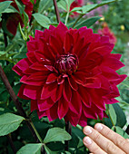 Dahlia