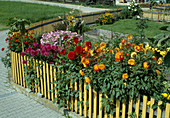 Dahlias on the fence