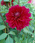 Decorative dahlia 'Bunratty'