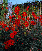 Dahlia variabilis