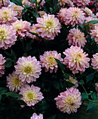 Dahlia hybrid