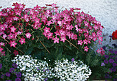 Nicotiana x sanderae 'Rose Gnom', Lobelia erinus