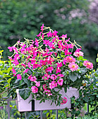 Nicotiana, Verbena-Hybride, Zinnia 'Peter Pan'