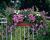 Verbena Hybride Compactum 'Mini Star',IMPATIENS