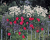 Chrysanthemum frutescens 'Vera'