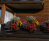 Bunt bepflanzte Balkonkästen