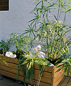 Containers with cyprus grass and sword ferns
