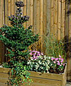 Wooden box with Abies koreana (Korean fir), Hedera (ivy), Anaphalis