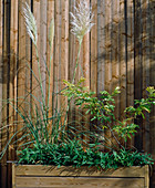 Containers with Pampas grass, Sasa Pumila and Cercis Siliquastrum
