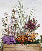 Container im Herbst: Chrysanthemum, Aster