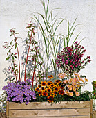 Container in autumn: Chrysanthemum, Aster