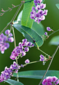 Hardenbergia violacea (Korallenerbse)