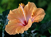 Hibiscus rosa-sinensis