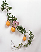 Passiflora-Ranke