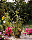 Cordyline australis