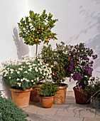 Argyranthemum frutescens (Margerite), Citrofortunella (Calamondine), Punica granatum (Granatapfel), Heliotropium (Vanilleblume) und Cuphea