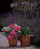 Hortensie und Agapanthus