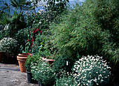 Sinarundinaria murielae und Argyranthemum frutescens