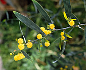 Acacia saligna (Mimose)
