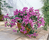 Bougainvillea glabra