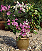 Bougainvillea hybrids