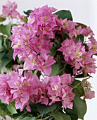 Bougainvillea spectabilis