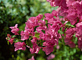 Bougainvillea x Buttiana