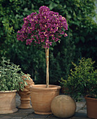 Bougainvillea glabra