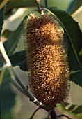 Banksia robur