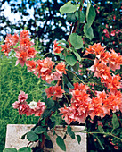 Bougainvillea hybr. orange