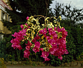 Bougainvillea with white variegated leaves